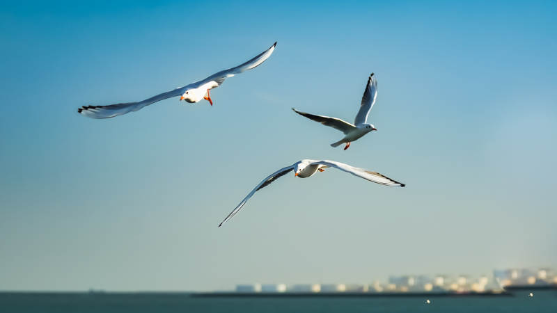 海鸥翱翔蓝天图片