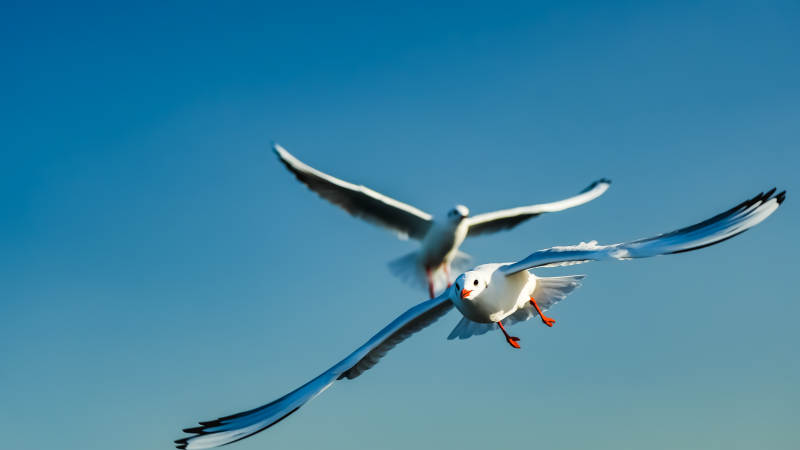 双鸥翱翔蓝天图片