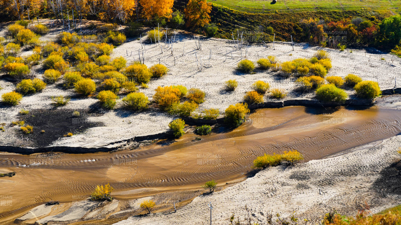 乌兰布统秋日沙地黄花景图片
