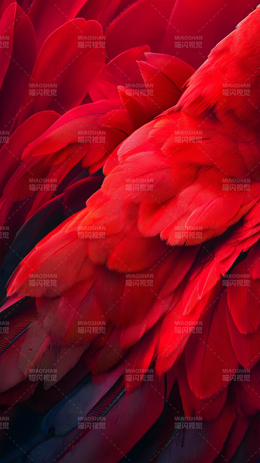 鲜艳的红羽毛特写图片