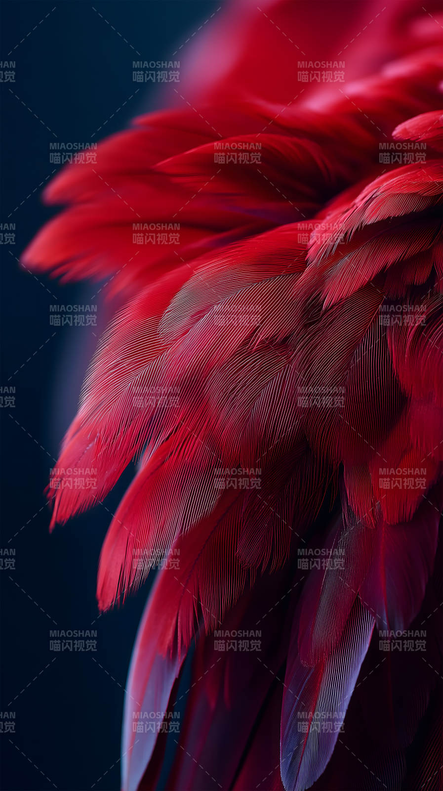 红羽毛特写暗色背景细节丰富图片