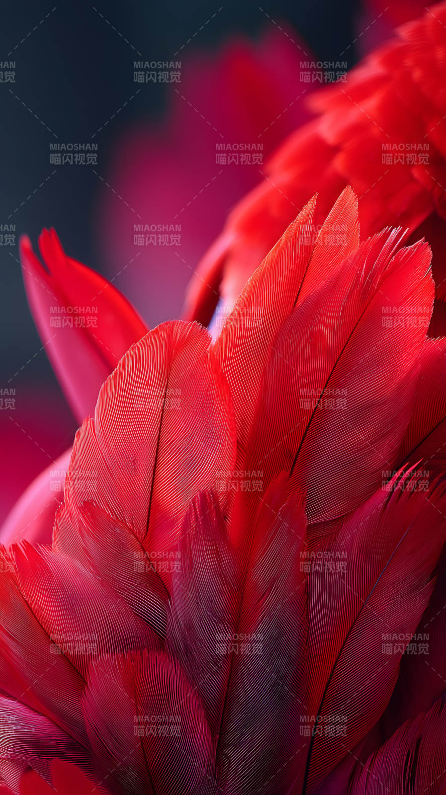 红色羽毛特写细腻纹理质感图片