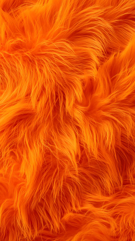 橙色毛发质感细腻光泽图片