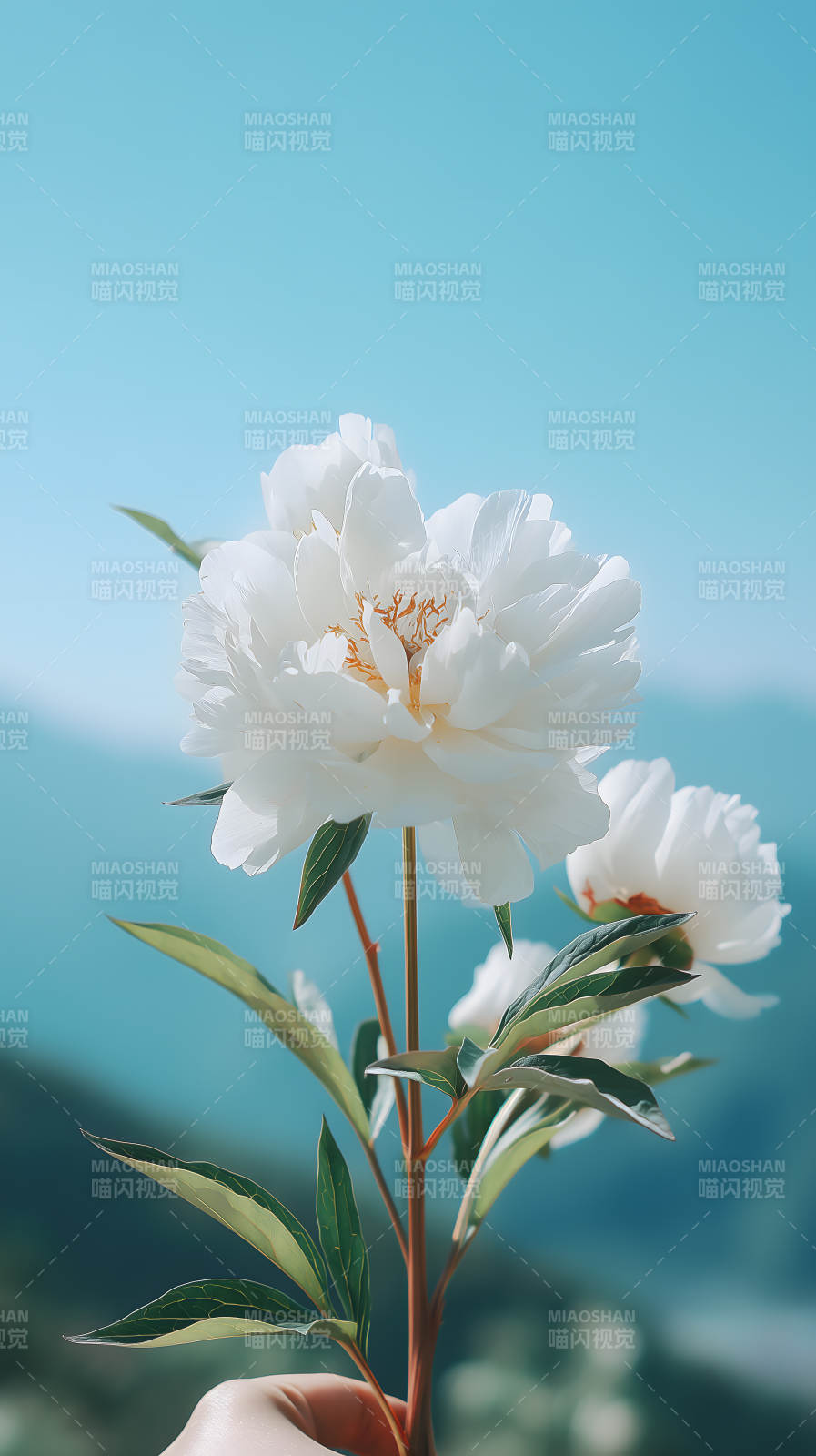 白色牡丹盛开湛蓝背景清新唯美图片