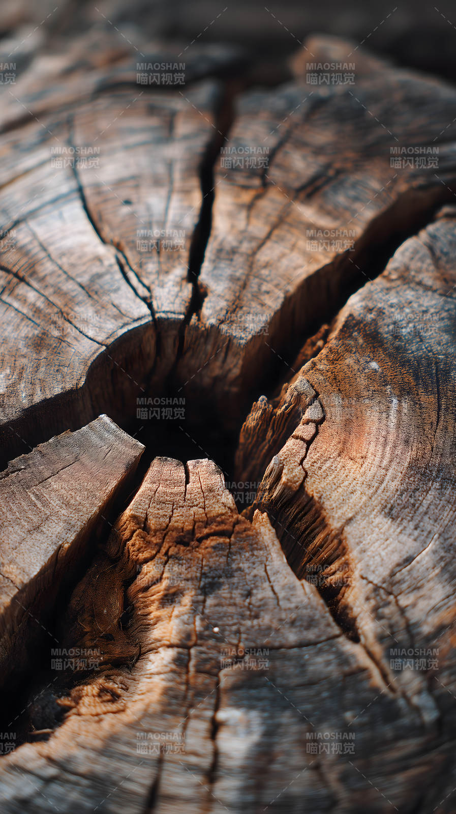 古老树桩的纹理细节图片