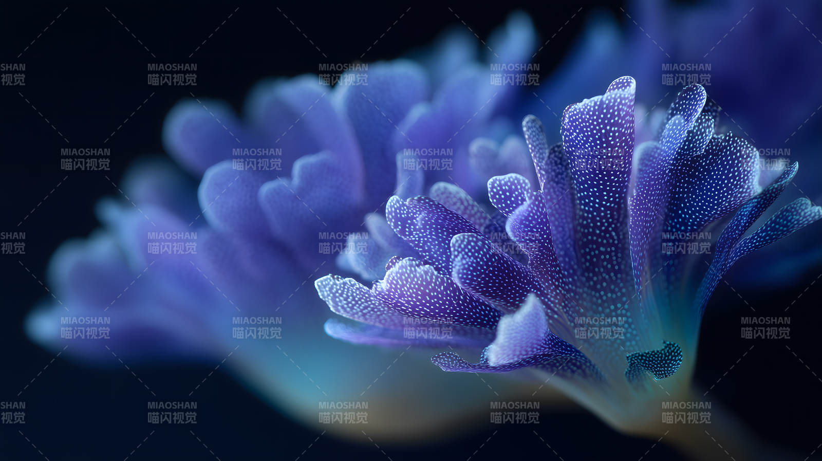 梦幻紫罗兰花朵特写图片