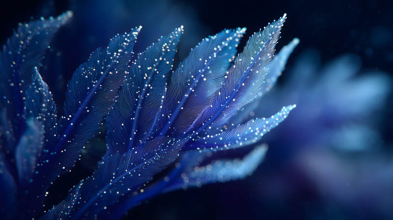 深海蓝羽晶莹剔透图片