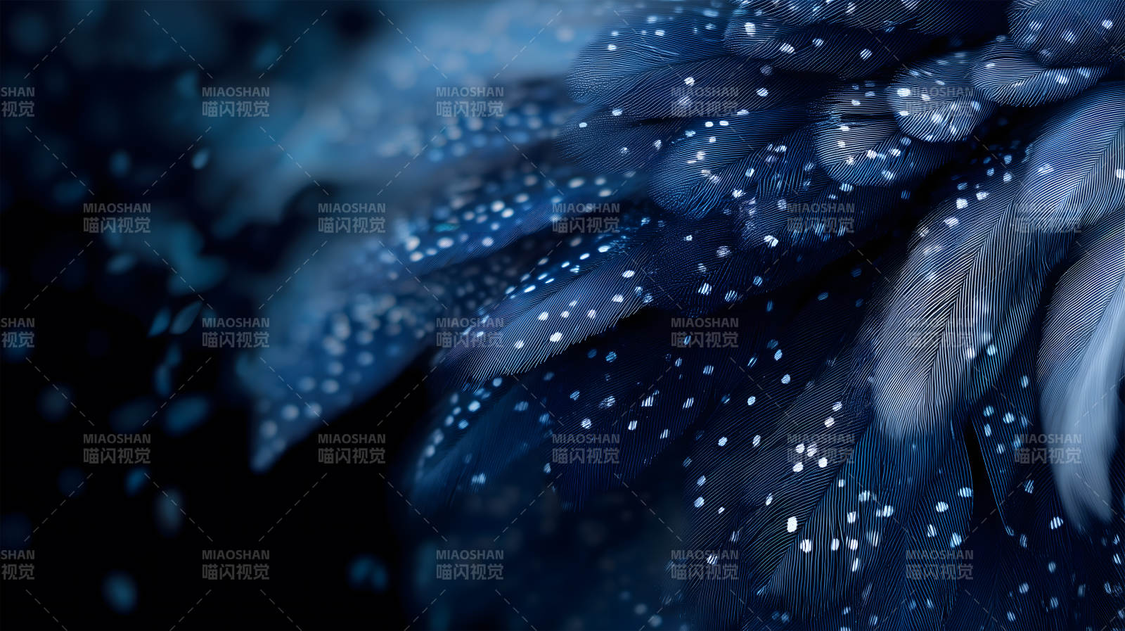 深蓝羽毛的细致纹理图片