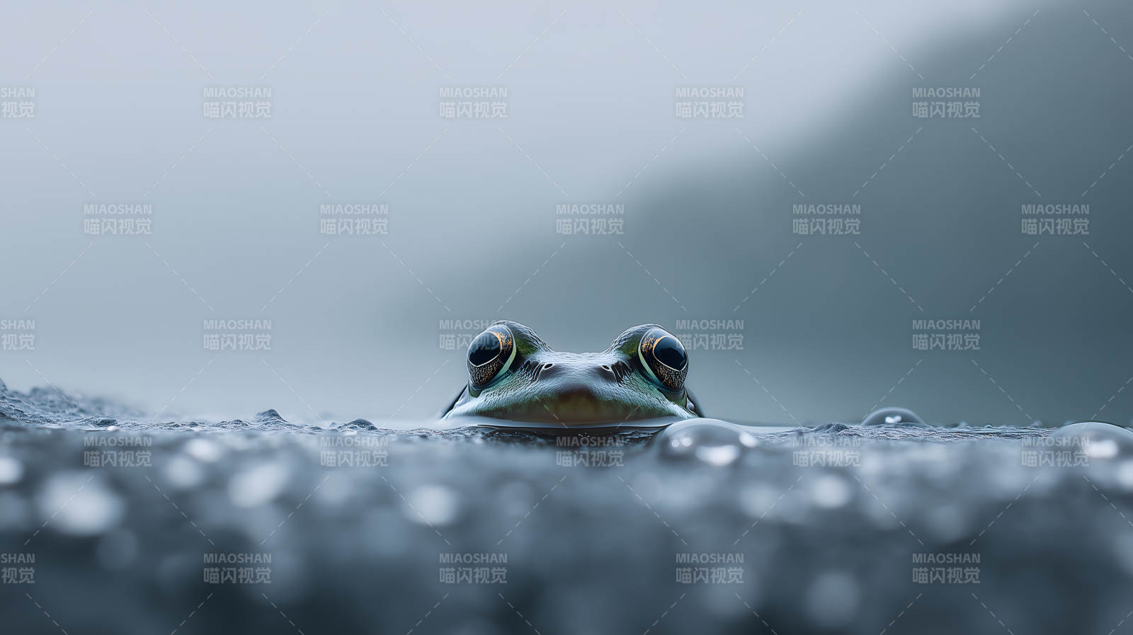 青蛙在水面静静凝视图片