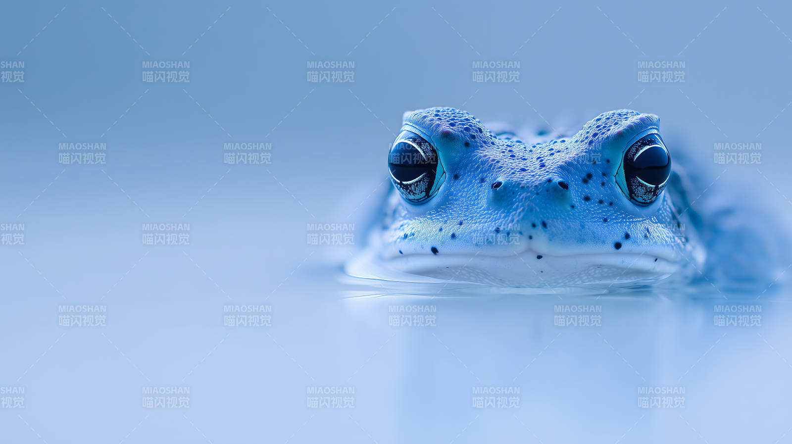 幽蓝色的蛙类在水中图片