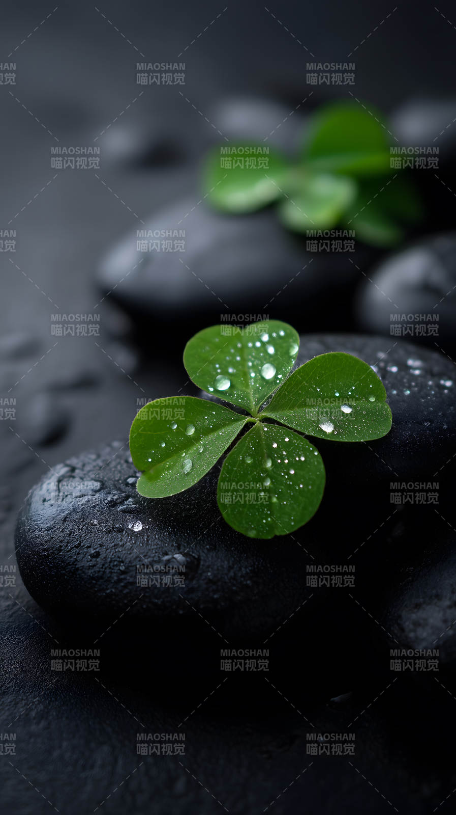 水珠与黑石上的幸运草图片