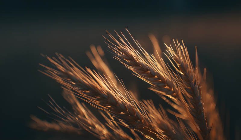 金色麦穗在夕阳下图片