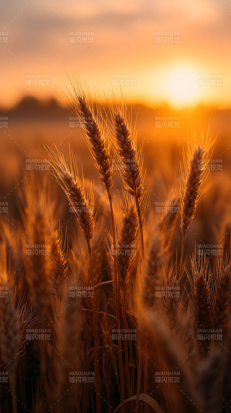金色的麦田与落日余晖图片