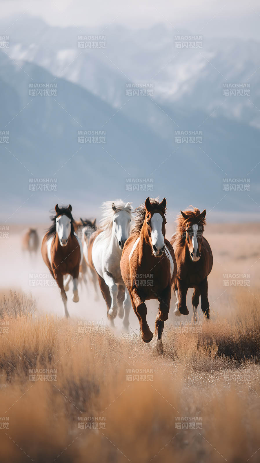 奔腾的野马群在草原上飞驰图片