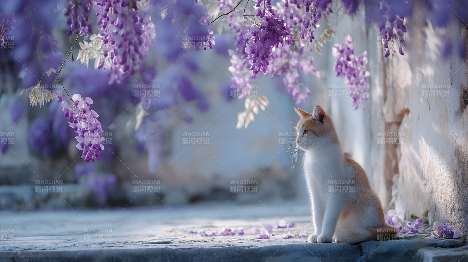 紫藤花下的猫咪图片