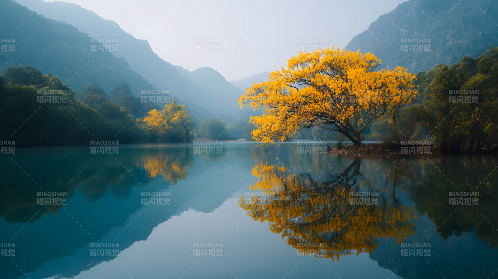 秋日湖畔金黄树影图片