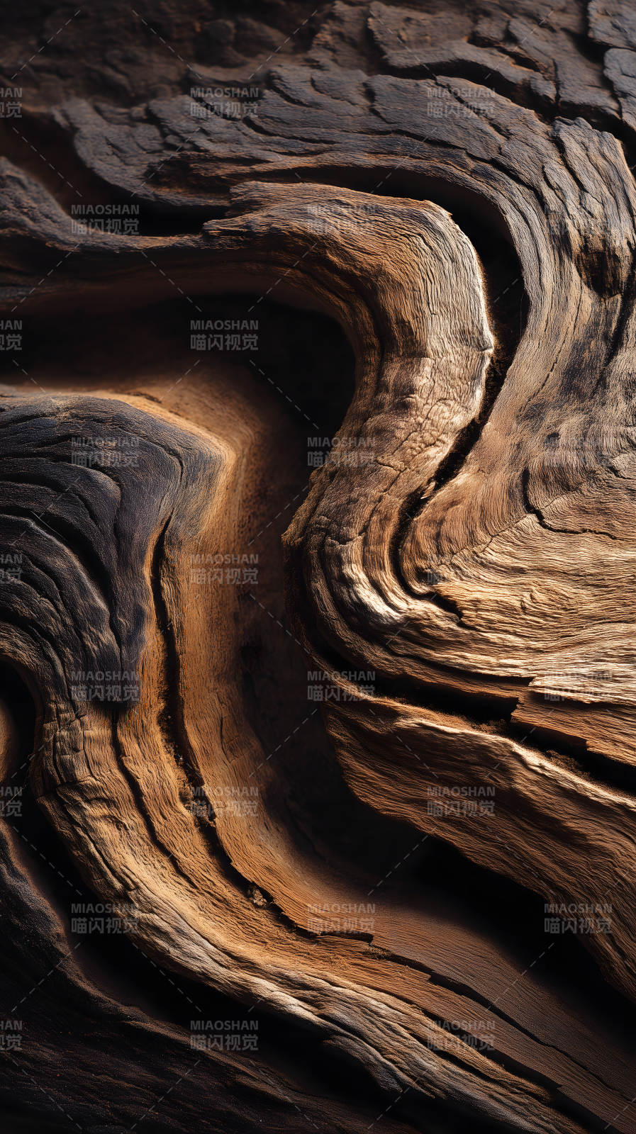 古老树根的纹理与色彩图片