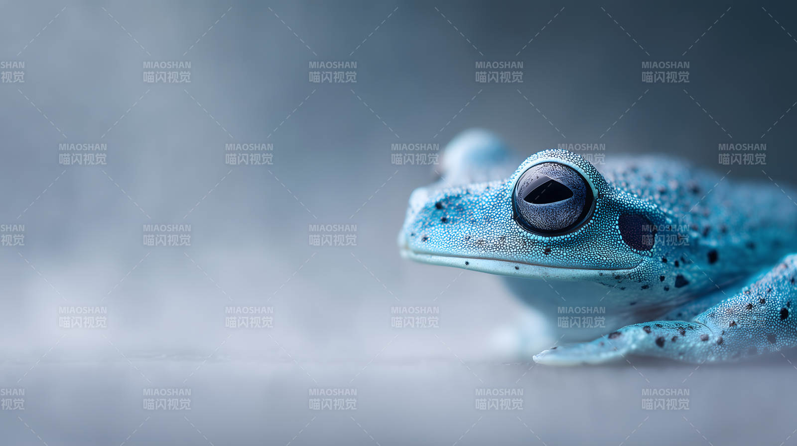 幽蓝梦幻的青蛙王子图片