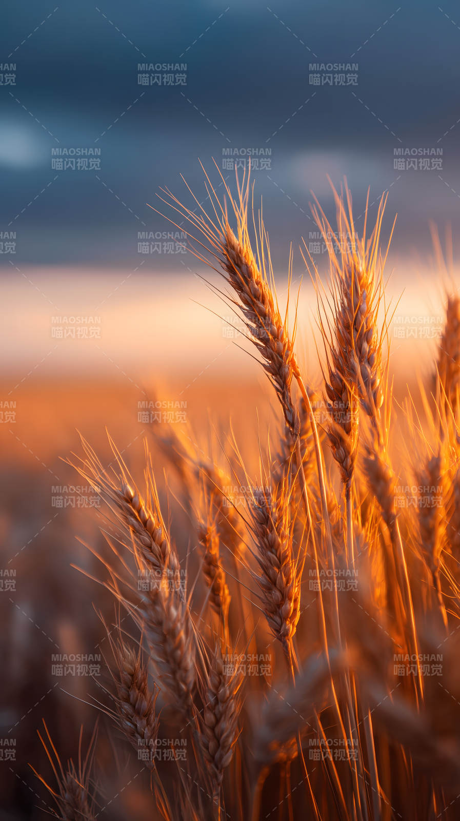 金色的麦穗在夕阳下图片