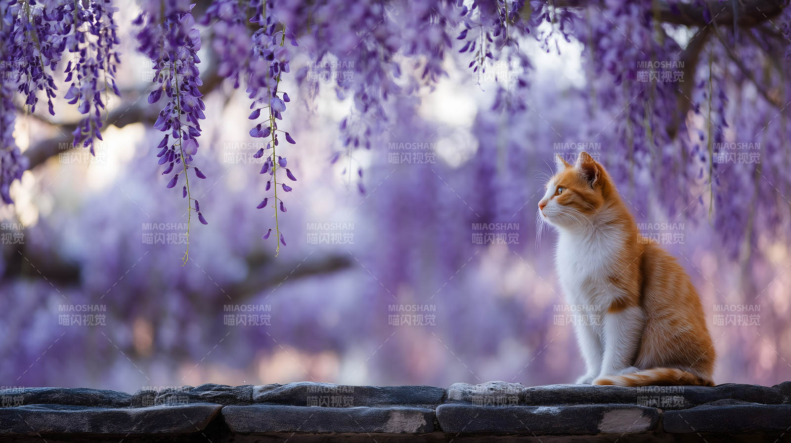 紫藤花下静坐的猫咪图片