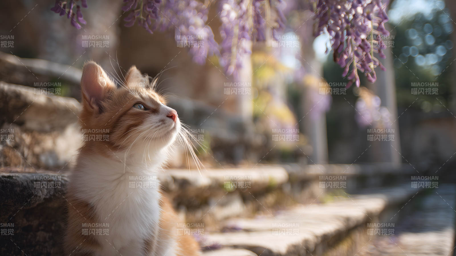 春日午后猫咪与紫藤图片