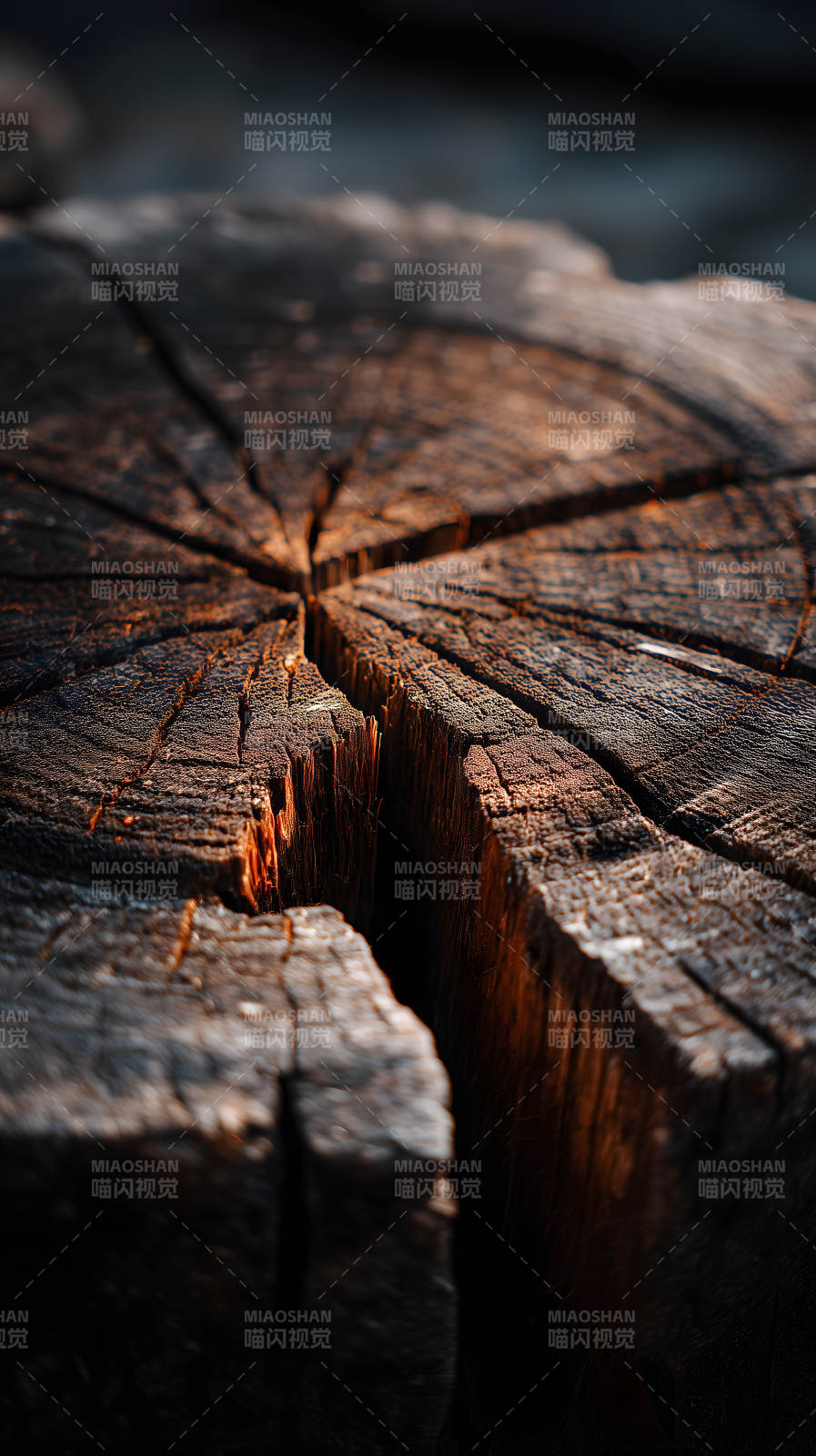 古老树桩纹理特写图片