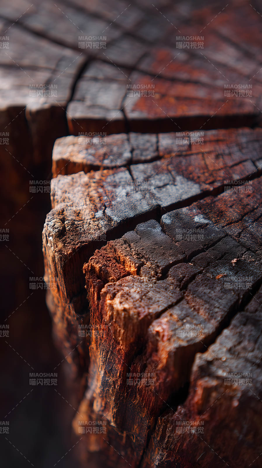 朽木纹理的细节特写图片