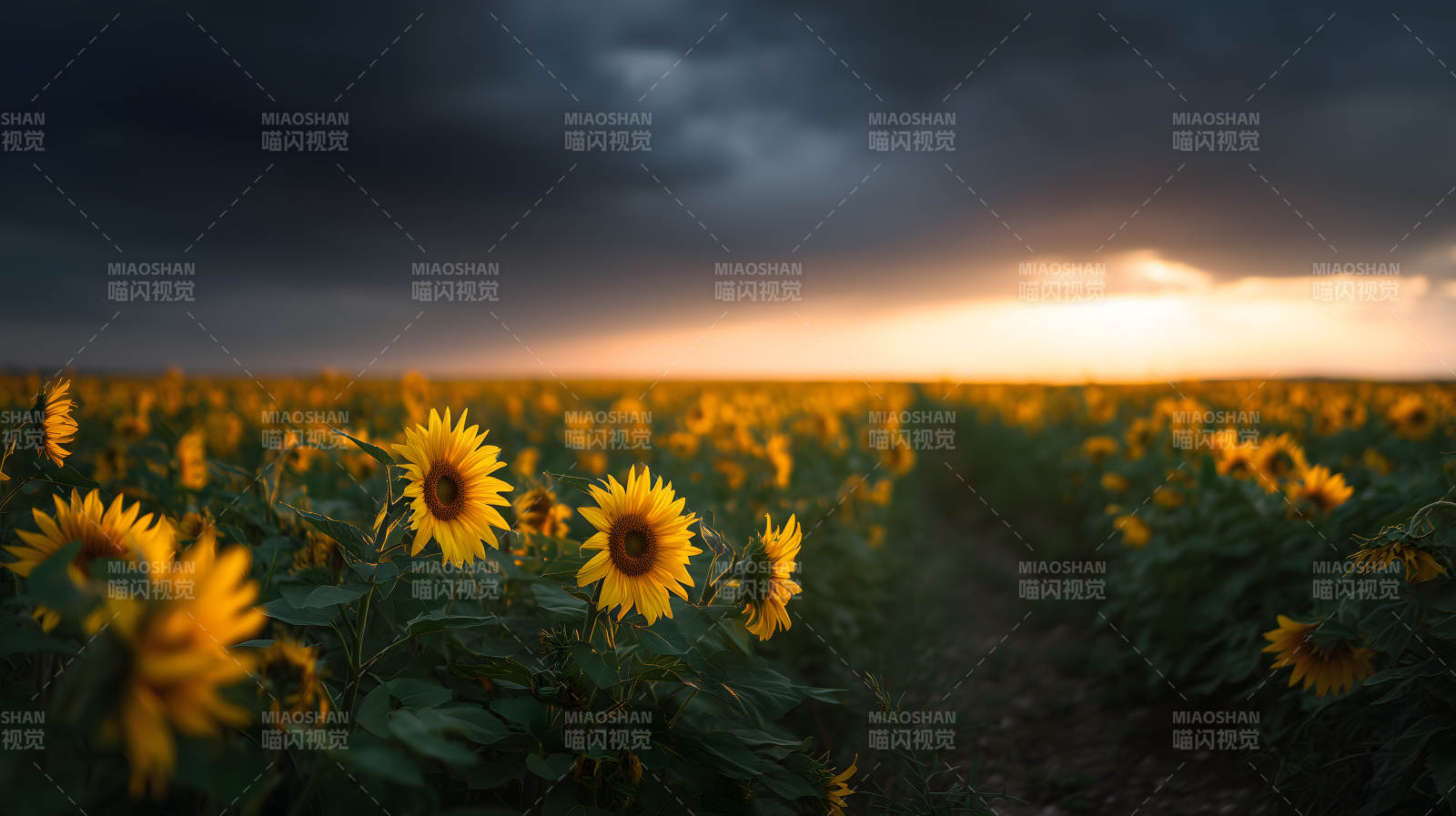 日落下的向日葵田野图片