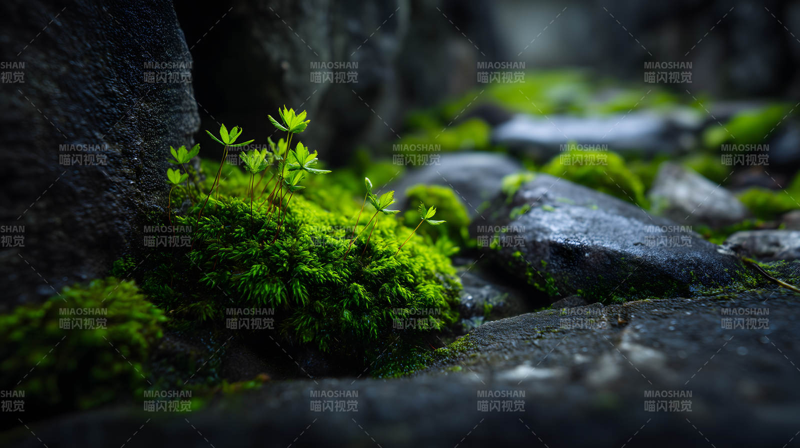 苔藓石缝间的新生命图片