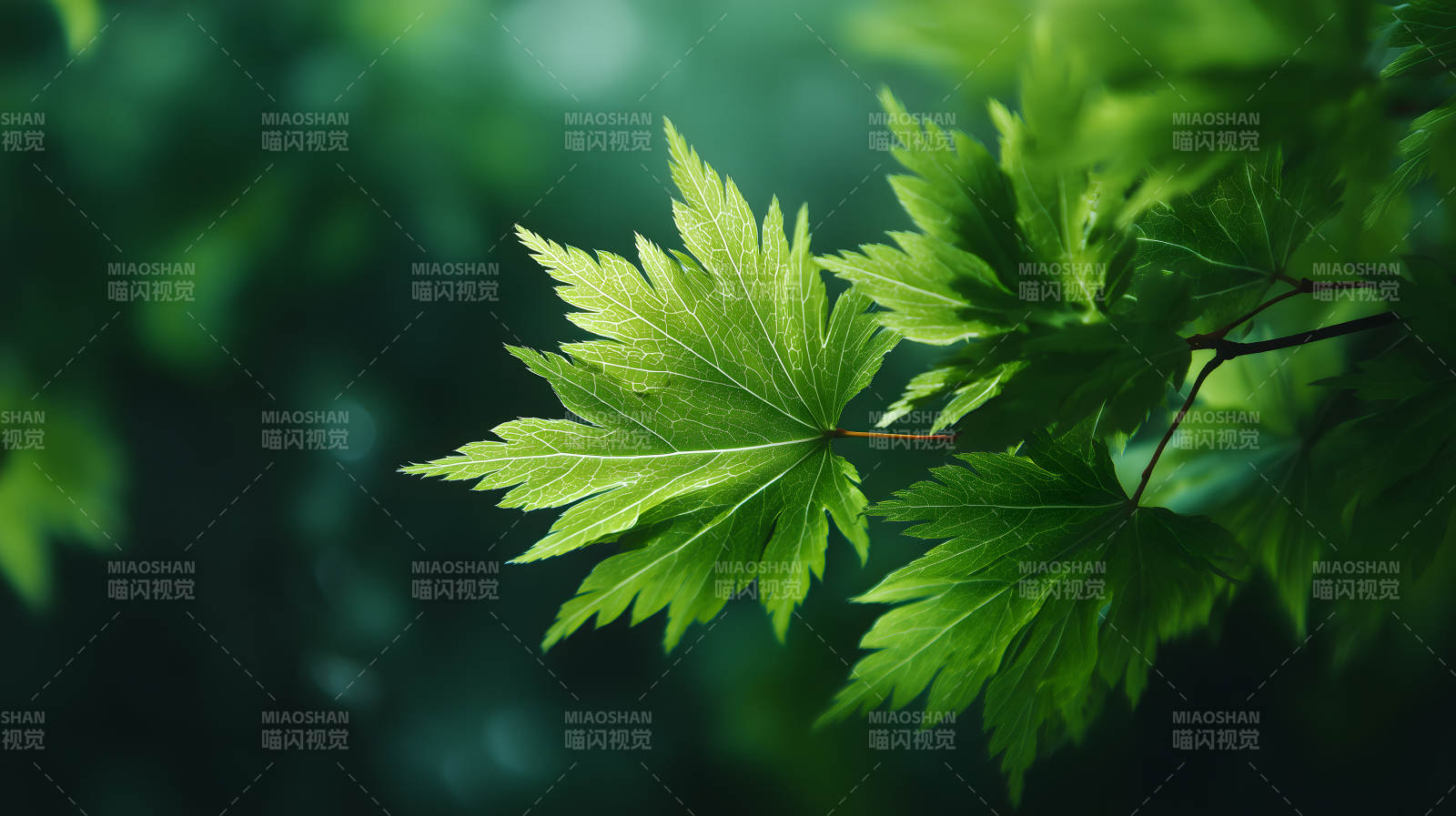 初夏的绿色枫叶图片