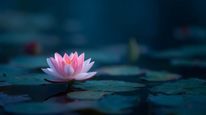 宁静祥和的睡莲绽放图片