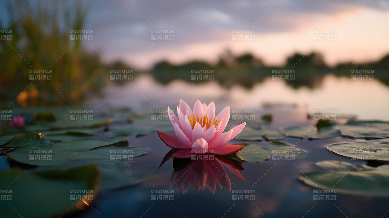 宁静祥和的睡莲盛开图片