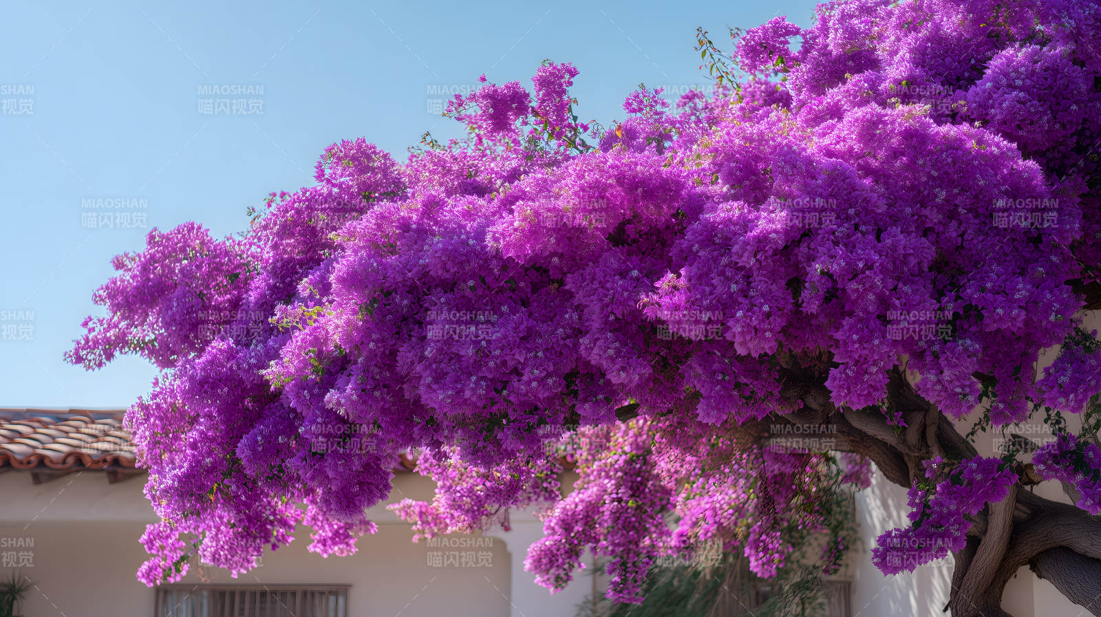 紫色的花树盛开在阳光下图片