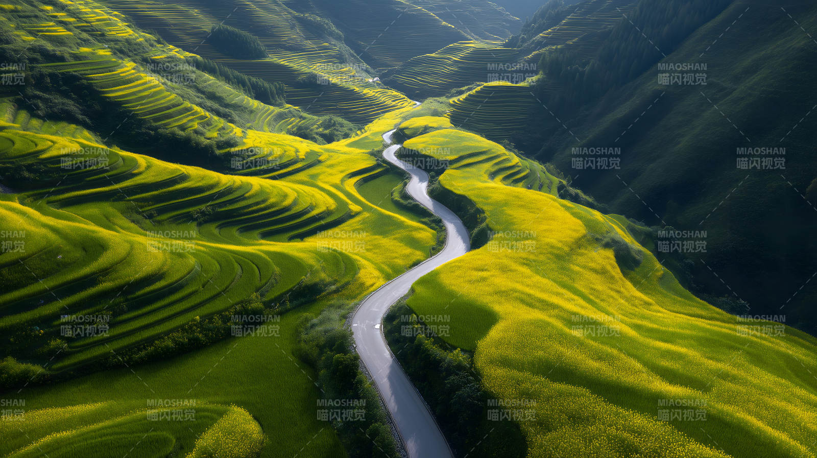 蜿蜒山路与金色梯田图片