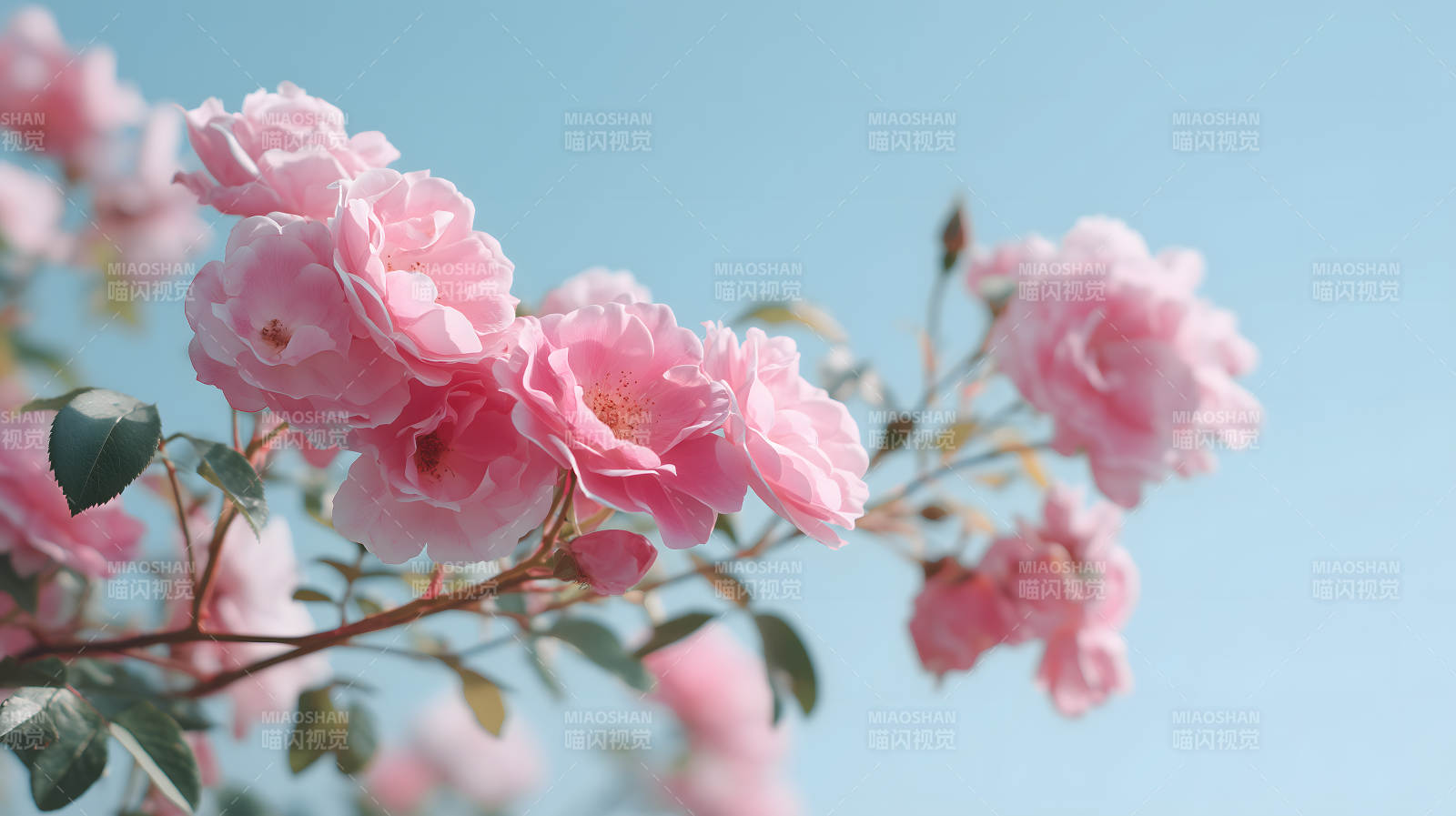 春日粉嫩玫瑰花束图片