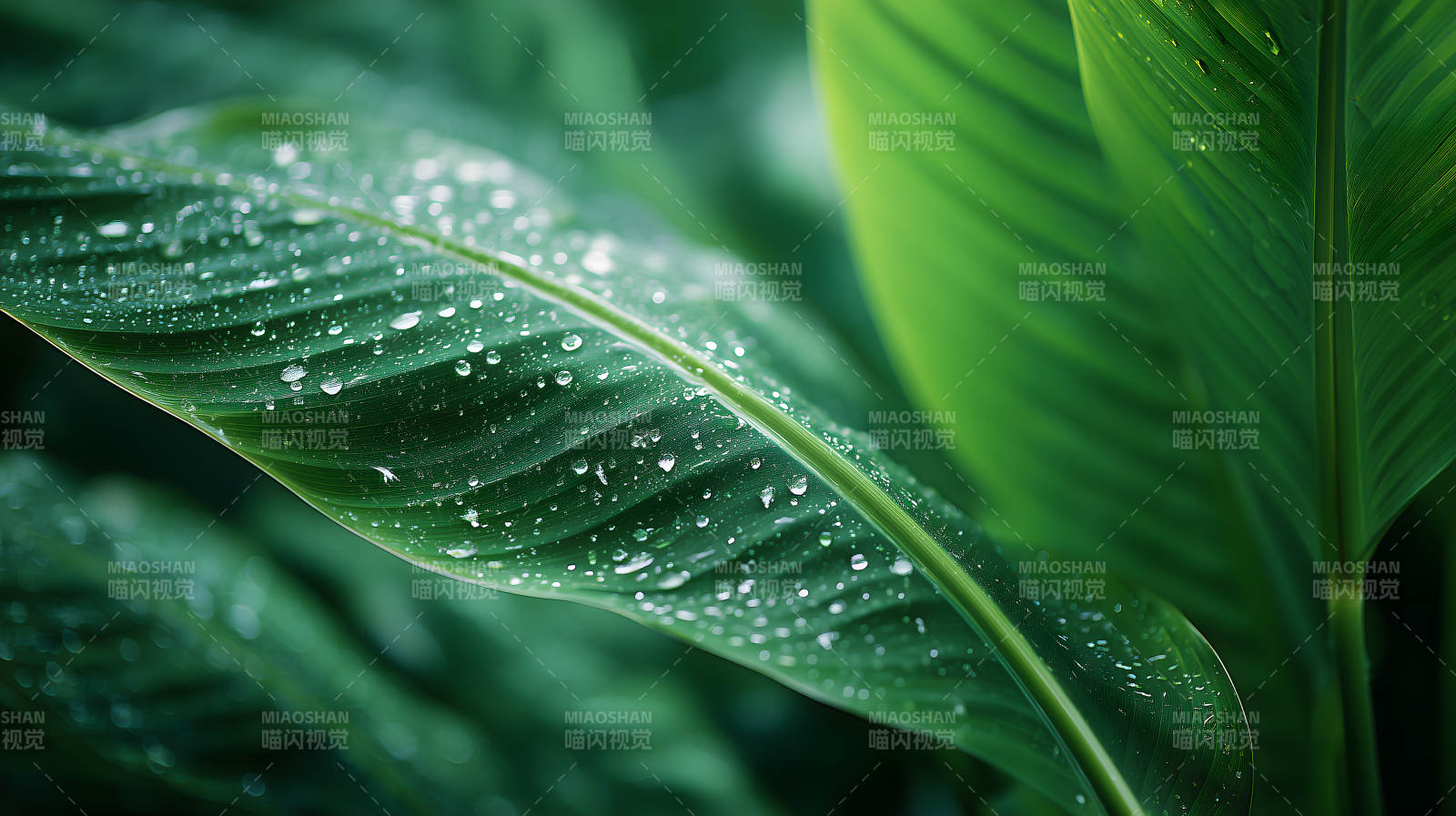 雨后绿叶上的水珠图片