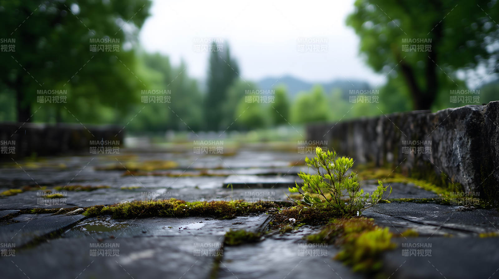 雨后小径上的生命图片
