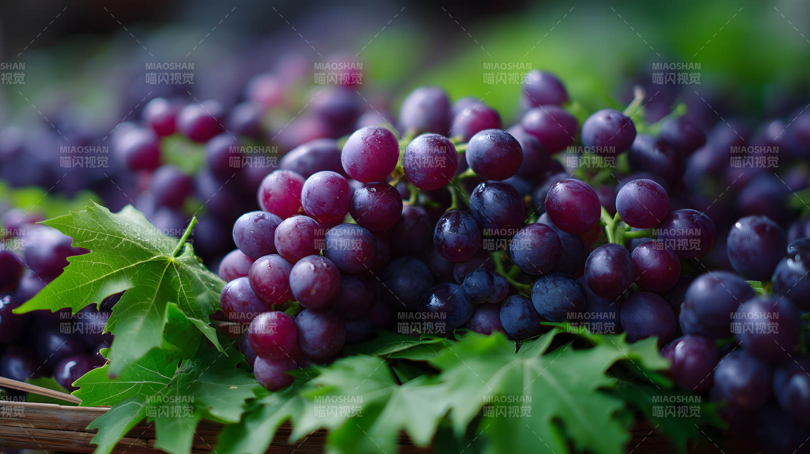 新鲜饱满的紫葡萄图片
