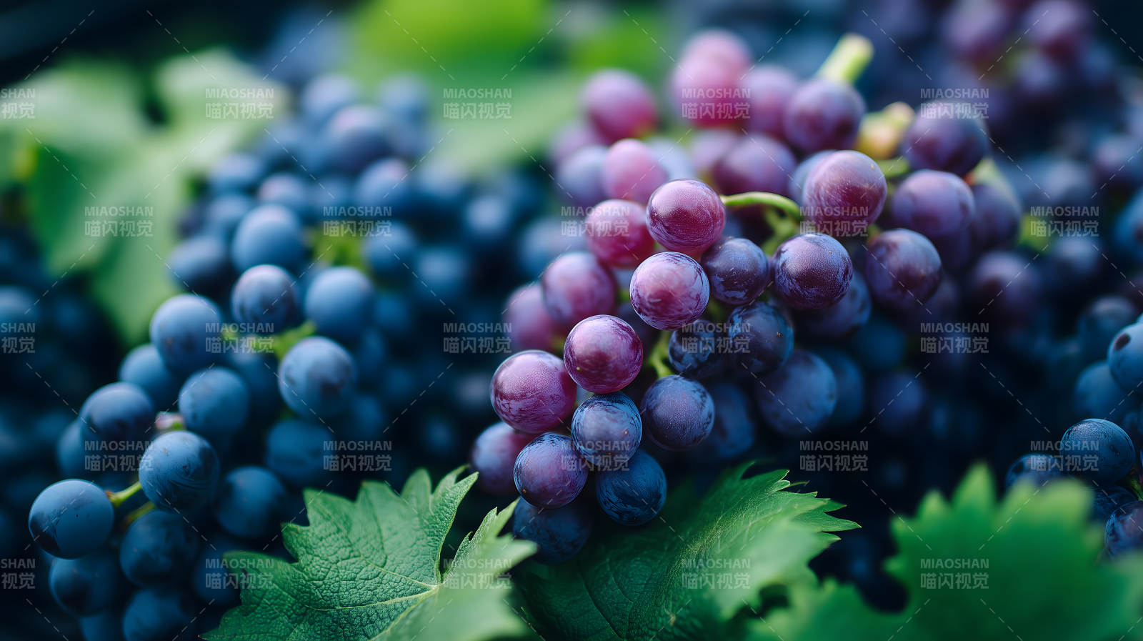 丰收的葡萄园景色图片