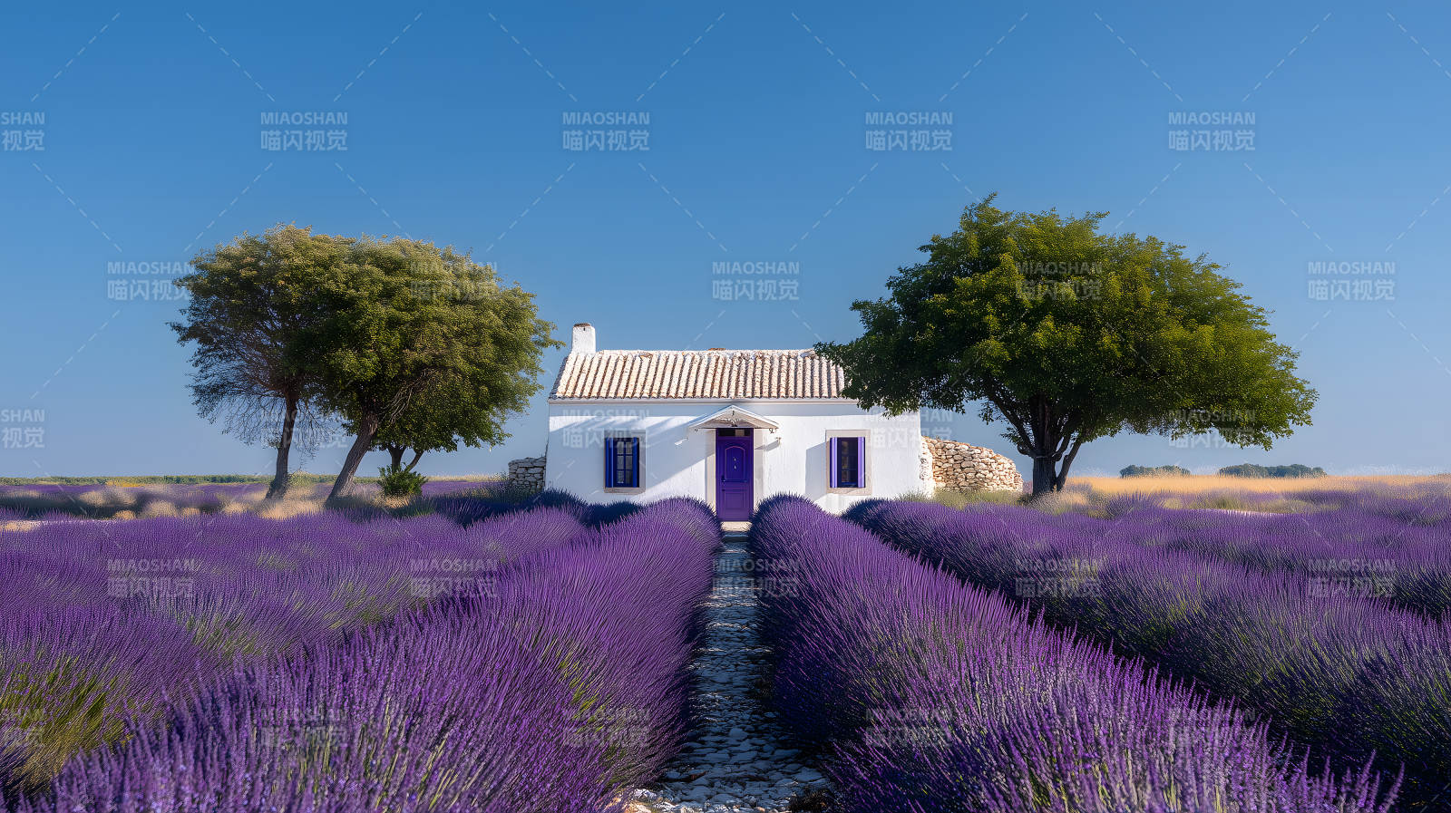 薰衣草田园中的白色小屋图片