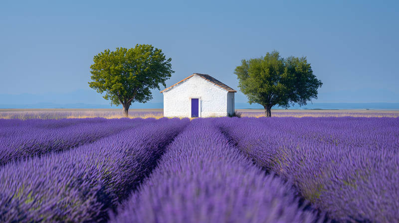 普罗旺斯薰衣草田园小屋图片