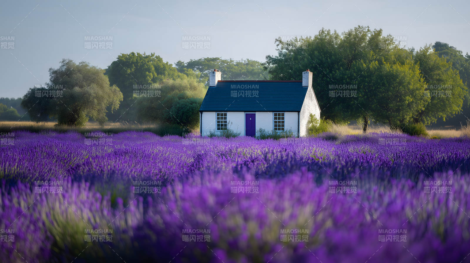 薰衣草田里的白色小屋图片