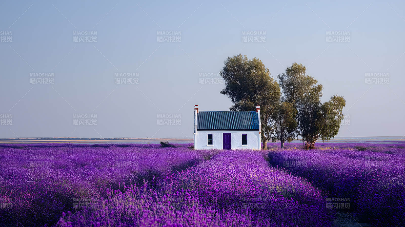紫色薰衣草田里的白色小屋图片