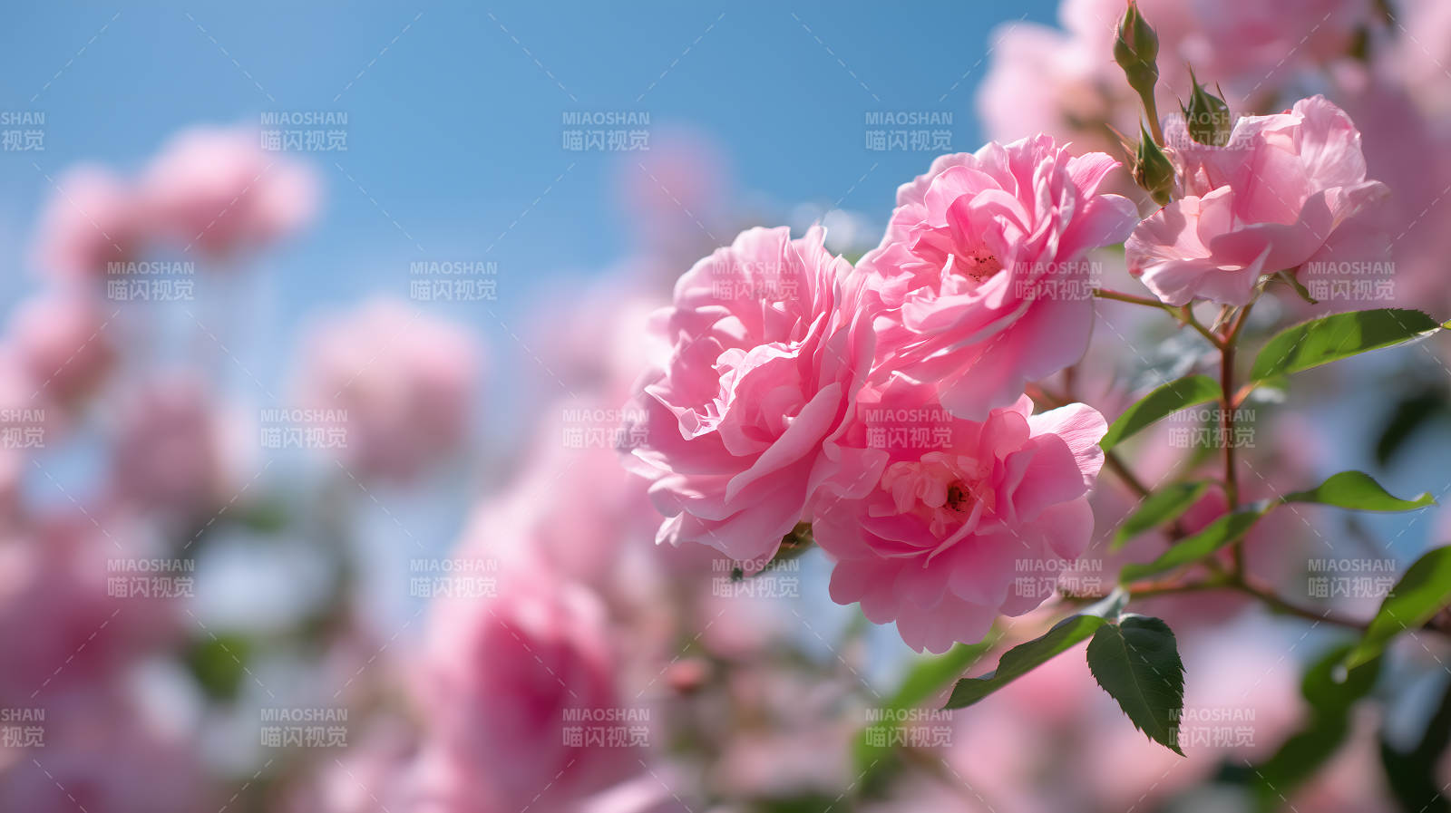 春日粉红玫瑰花丛图片