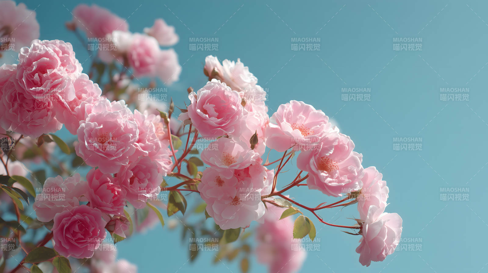 粉嫩玫瑰花朵绽放图片