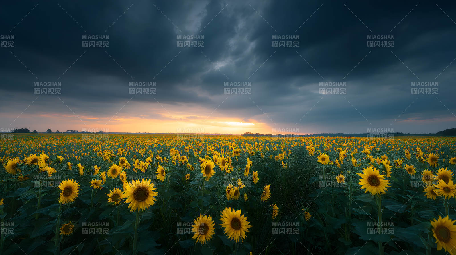 暴风雨来临前的向日葵田图片