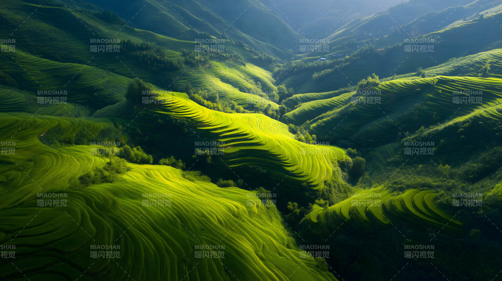 梯田层层绿意盎然图片