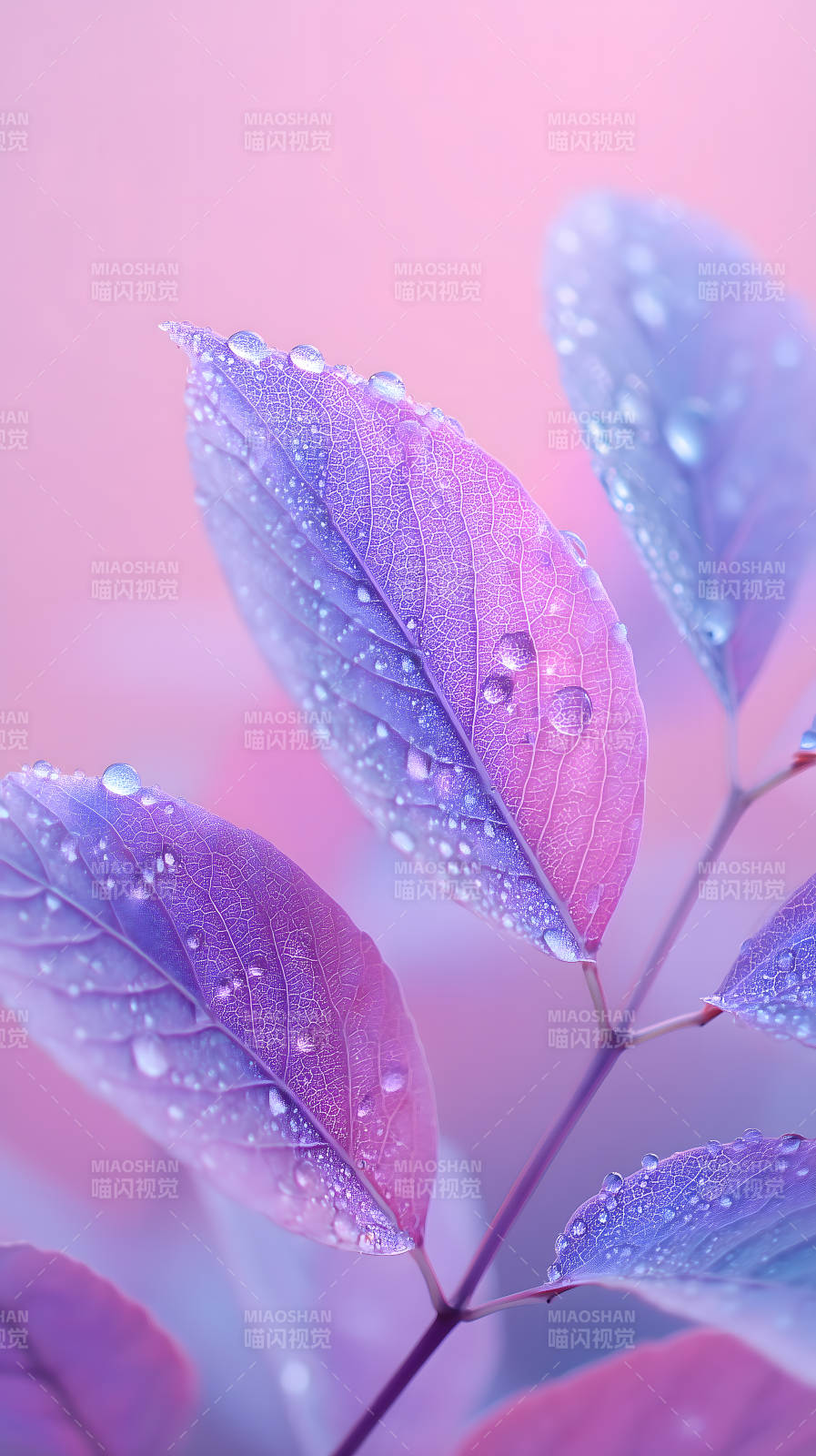 紫叶上的晶莹露珠图片