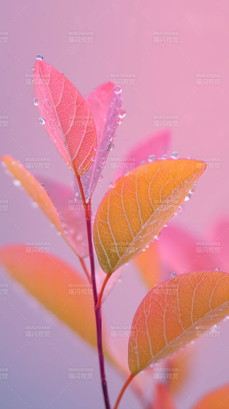 粉色叶片上的晶莹水珠图片