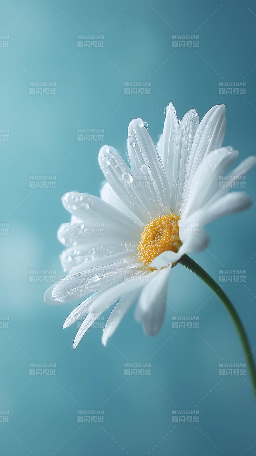 晶莹剔透的雏菊花朵图片